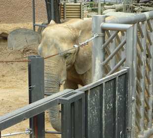 Afrikanischer Elefant 