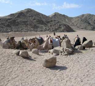 Kamele im Beduinendorf während der Quad-Tour