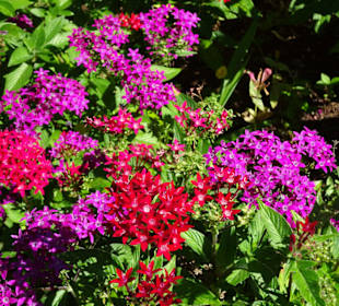Spaziergang durch den Botanischen Garten Mascarin