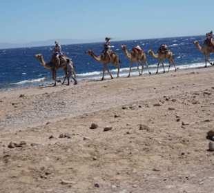 Kamelreiten an der Küste