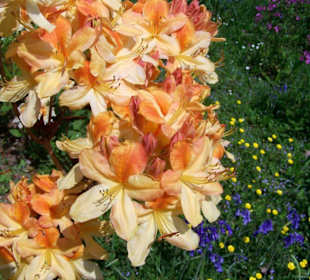 Trelissick Garden