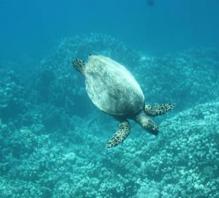 Ausflug, unterwasserwelt