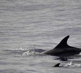 Delphin Safaritour von Morgan aus