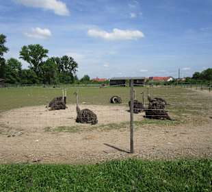 Straußenfarm Mhou Rülzheim