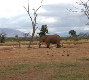 Elefant am Wasserloch