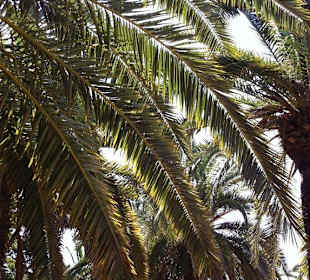 Palme im Parc Güell