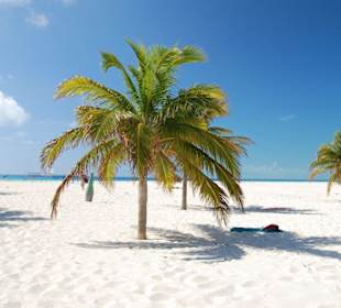 Und noch mehr Palmen