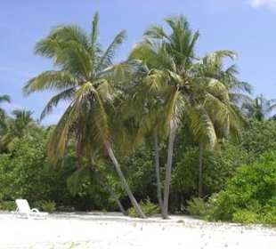 Palmen Palmen Palmen