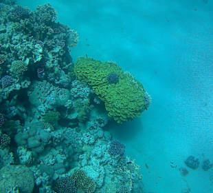 Tauchbasis Extra-Divers Dahab