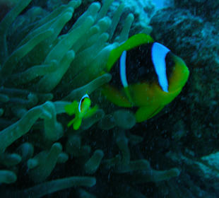 Wer kenn den nicht diesen süßen Meeresbewohner. Anemonenfisc