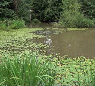 Waldsee Grottenloch Rübgarten