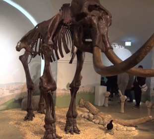 Ausstellung Eis Safari