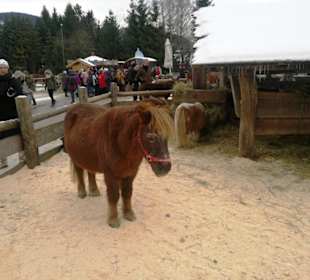 Gut Aiderbichl Pferde