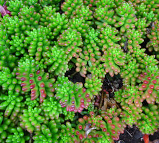 Rundgang durch den Botanischen Garten von Funchal