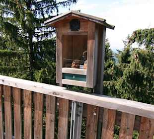 Wald Wipfel Weg mit Erlebnispfad in Sankt Englmar