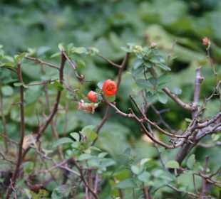 Parkanlage Planten un Blomen