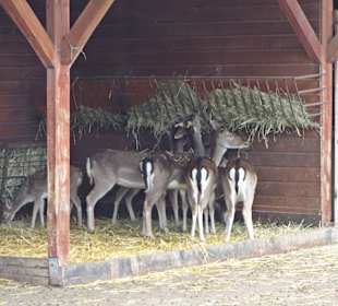 Streichelzoo Rülzheim