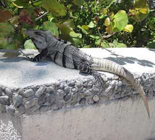 Leguan auf der Insel