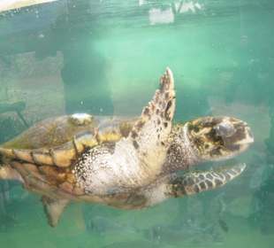 Schildkröten im Aquarium Palma