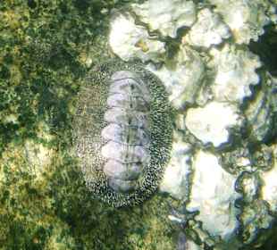 Dingsbums unter Wasser