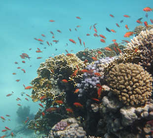Schöne Unterwasserwelt