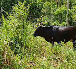 Wasserfall Saltos de Limon