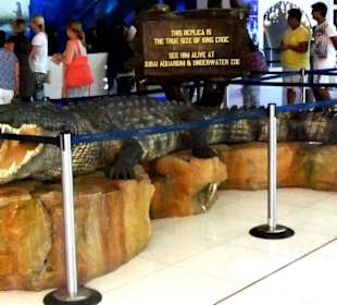 Krokodiel 6 Meter aus dem Terrarium