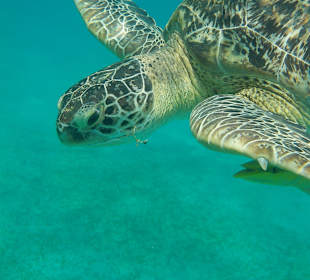 Nefertari - Egypt Sunmarine