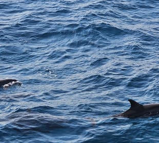 Delfin Tour Makadi Bay