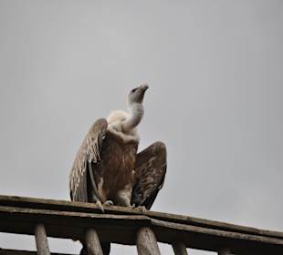 Die Geier