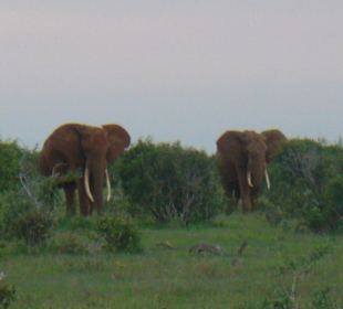 Elefanten im Tsavo Ost