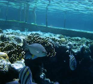 Hotel Sharm Resort