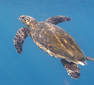 Schildkröte im Korallengarten