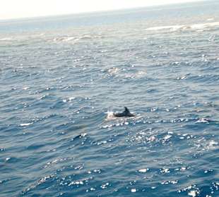 Gerade bei den Delfinen angekommen