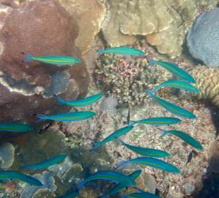 Unterwasserwelt Musandam