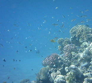 Riff beim Fort Arabesque