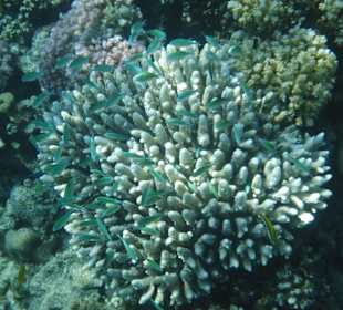 Riff. Hotel Prima Life Makadi Bay