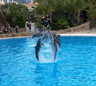Delfin-Show