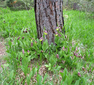 Frauenschuhblüte Vorderhronbach Gem. Elmen