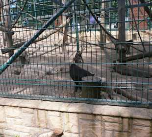 Zwierzęta w ZOO