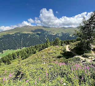 Wandern Davos