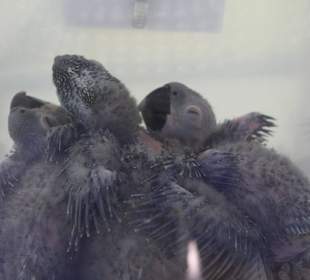 Loro Parque Nachwuchs