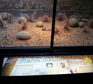 Inlandtaipan,giftigste Schlange der Welt