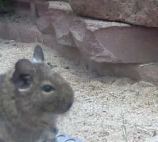 Kleinsäuger + Vogelhaus