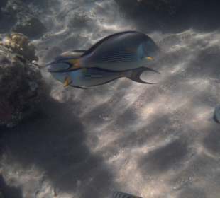 Schöne Fische im hauseigenen Riff