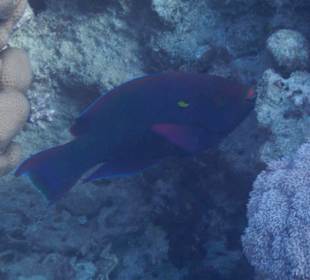 Fische im hauseigenen Riff