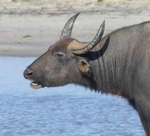 Ein aggresives Jungtier