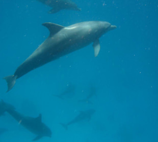 Delfin bei der 2 Tage Delfin Tour