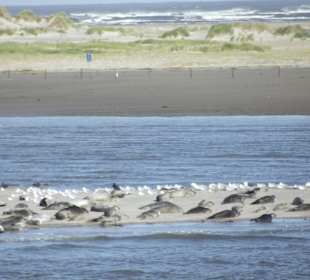 Vorbei an den Seehundbänken von Norderney