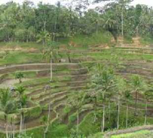 Reisterrassen im Hinterland